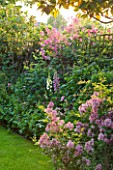 DESIGNER BUTTER WAKEFIELD  LONDON : BORDER WITH CENTRANTHUS RUBER  FOXGLOVES AND ROSES - EVENING LIGHT