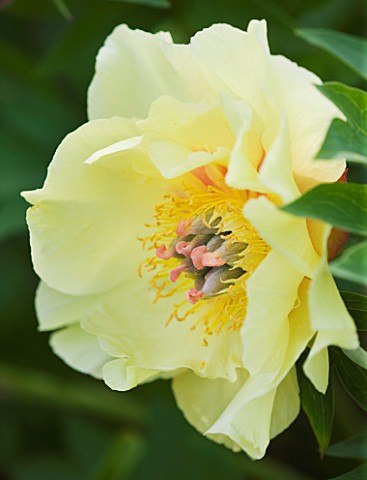 CLOSE_UP_OF_THE_YELLOW_FLOWER_OF_A_PEONY__PAEONIA_GARDEN_TREASURE
