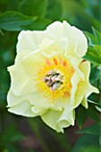 CLOSE UP OF THE YELLOW FLOWER OF A PEONY - PAEONIA GARDEN TREASURE
