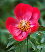 CLOSE UP OF THE RED FLOWER OF A PEONY - PAEONIA PEREGRINA OTTO FROEBEL