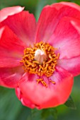 CLOSE UP OF THE RED FLOWER OF A PEONY - PAEONIA PEREGRINA OTTO FROEBEL