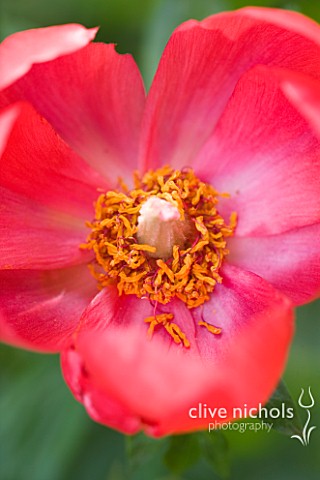 CLOSE_UP_OF_THE_RED_FLOWER_OF_A_PEONY__PAEONIA_PEREGRINA_OTTO_FROEBEL