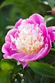CLOSE UP OF THE PINK  FLOWER OF A PEONY - PAEONIA BOWL OF BEAUTY