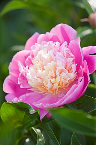 CLOSE_UP_OF_THE_PINK__FLOWER_OF_A_PEONY__PAEONIA_BOWL_OF_BEAUTY