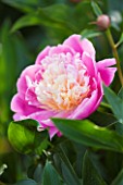 CLOSE UP OF THE PINK  FLOWER OF A PEONY - PAEONIA BOWL OF BEAUTY