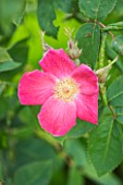 CLOSE UP OF THE PINK FLOWER OF ROSA SCHARLACHGLUT