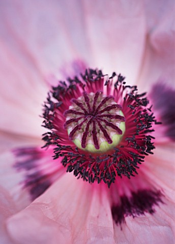 CLOSE_UP_OF_THE_PINK_FLOWER_OF_A_POPPY__PAPAVER_ORIENTALE_KARINE