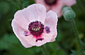 CLOSE UP OF THE PINK FLOWER OF A POPPY - PAPAVER ORIENTALE KARINE