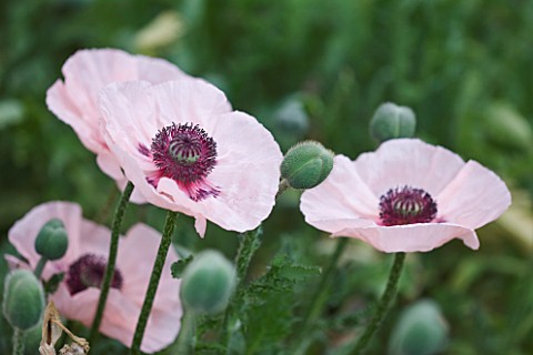CLOSE_UP_OF_THE_PINK_FLOWER_OF_A_POPPY__PAPAVER_ORIENTALE_KARINE