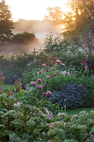 NARBOROUGH_HALL_GARDENS__NORFOLK_DAWN_LIGHT_ON_THE_FOUNTAIN_WITH_POPPIES_AND_SAGE_IN_THE_PLUM_AND_CH