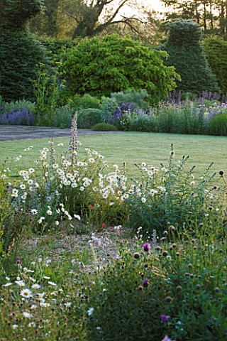 NARBOROUGH_HALL__NORFOLK_DAWN_LIGHT_ON_THE_GRAVEL_GARDEN_IN_FRONT_OF_THE_HOUSE_WITH_OXEEYE_DAISIES
