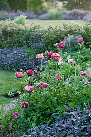 NARBOROUGH_HALL__NORFOLK_THE_PLUM_AND_CHOCOLATE_BORDER_WITH_POPPIES_AND_SAGE