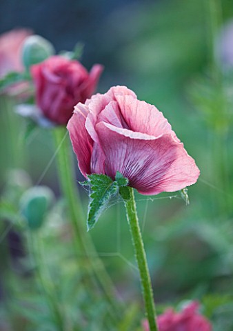 NARBOROUGH_HALL__NORFOLK_POPPY_IN_THE_PLUM_AND_CHOCOLATE_BORDER
