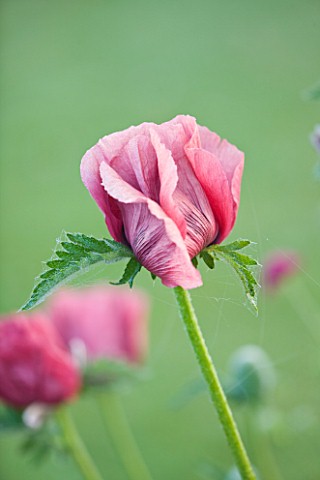 NARBOROUGH_HALL__NORFOLK_POPPY_IN_THE_PLUM_AND_CHOCOLATE_BORDER