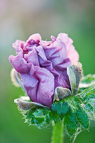 NARBOROUGH_HALL__NORFOLK_EMERGING_BUD_OF_A_POPPY_IN_THE_PLUM_AND_CHOCOLATE_BORDER