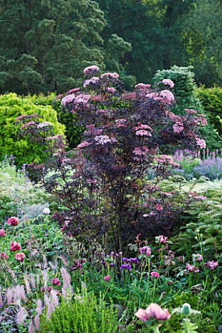 NARBOROUGH_HALL__NORFOLK_POPPIES_AND_SAMBUCUS_IN_THE_PLUM_AND_CHOCOLATE_BORDER