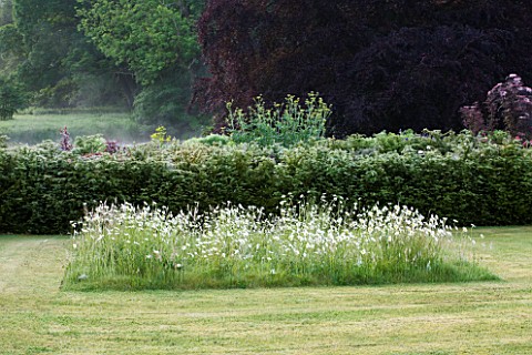 NARBOROUGH_HALL__NORFOLK_THE_LAWN_IN_FRONT_OF_THE_HALL_WITH_MEADOW_SQUARE_OF_OXEEYE_DAISIES_AND_YEW_