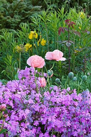 NARBOROUGH_HALL__NORFOLK_POPPIES_IN_THE_PASTEL_BORDER
