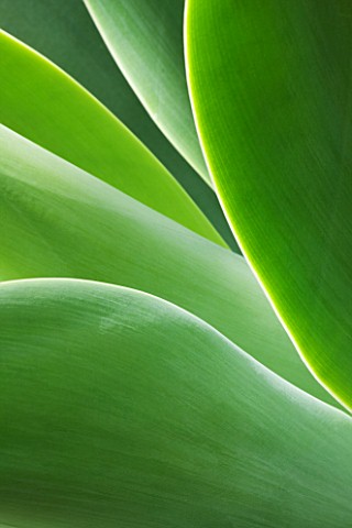 CLOSE_UP_OF_THE_LEAVES_OF_AGAVE_ATTENUATA_FROM_MEXICO