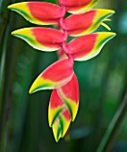 CLOSE UP OF THE FLOWER OF LOBSTER CLAW PLANT - HELICONIA ROSTRATA