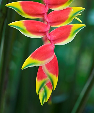 CLOSE_UP_OF_THE_FLOWER_OF_LOBSTER_CLAW_PLANT__HELICONIA_ROSTRATA