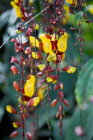 CLOSE_UP_OF_THE_FLOWERS_OF_THE_CLOCK_VINE__THUNBERGIA_MYSORENSIS_BRICK_AND_BUTTER_VINE