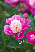 CLOSE UP OF THE PINK FLOWER OF PEONY BOWL OF BEAUTY - PAEONIA  PAEONY