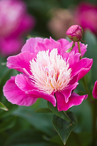CLOSE_UP_OF_THE_PINK_FLOWER_OF_PEONY_BOWL_OF_BEAUTY__PAEONIA__PAEONY