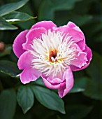 CLOSE UP OF THE PINK FLOWER OF PEONY BOWL OF BEAUTY - PAEONIA  PAEONY