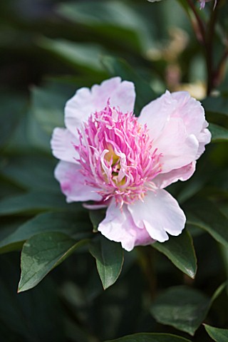 CLOSE_UP_OF_THE_PINK_FLOWER_OF_PEONY_LACTIFLORA_MAGIC_ORB___PAEONIA__PAEONY