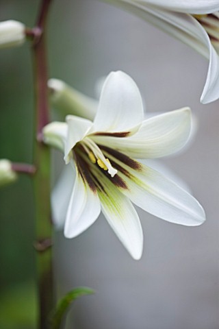 GARDEN_OF_JOHN_AND_SUE_MONKS__LONDON_CLOSE_UP_OF_THE_FLOWERS_OF_CARDIOCRINUM_GIGANTEUM