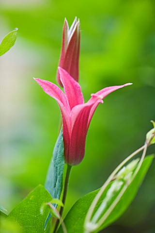 GARDEN_OF_JOHN_AND_SUE_MONKS__LONDON_CLOSE_UP_OF_THE_PINK_FLOWER_OF_A_CLEMATIS