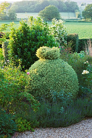 SANDHILL_FARM_HOUSE__HAMPSHIRE__DESIGNER_ROSEMARY_ALEXANDER_CLIPPED_TOPIARY_IN_THE_BORDERS