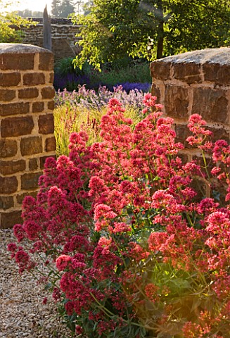 RICKYARD_BARN_GARDEN__NORTHAMPTONSHIRE_GRAVEL_GARDEN_WITH_STONE_WALLS_AND_CENTRANTHUS_RUBER__RED_VAL