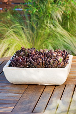 LONDON_ROOFTOP_GARDEN__CONTAINER_FILLED_WITH_ECHEVERIAS_ON_WOODEN_TABLE