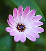 CLOSE UP OF PINK FLOWERS OF OSTEOSPERMUM