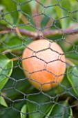 CLARE MATTHEWS FRUIT GARDEN PROJECT: CLOSE UP OF THE FRUIT OF APRICOT DELICOT FLAVORCOT SEEN THROUGH WIRE NETTING