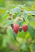 CLARE MATTHEWS FRUIT GARDEN PROJECT: CLOSE UP OF THE RED FRUITS OF RASPBERRY TULAMEEN. EDIBLE