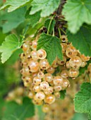 CLARE MATTHEWS FRUIT GARDEN PROJECT: WHITE BERRIES OF WHITE CURRANT WHITE GRAPE. EDIBLE  BERRY