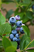 CLARE MATTHEWS FRUIT GARDEN PROJECT: BLUE BERRIES OF BLUEBERRY PATRIOT - VACCINIUM CORYMBOSUM. FRUIT  EDIBLE  BERRY