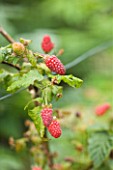 CLARE MATTHEWS FRUIT GARDEN PROJECT: RED BERRY OF TAYBERRY - BERRIES  FRUIT  EDIBLE