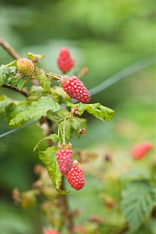 CLARE_MATTHEWS_FRUIT_GARDEN_PROJECT_RED_BERRY_OF_TAYBERRY__BERRIES__FRUIT__EDIBLE
