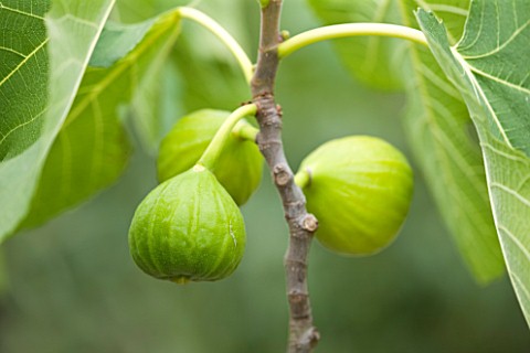 CLARE_MATTHEWS_FRUIT_GARDEN_PROJECT_YELLOW_FRUITS_OF_FIG__FICUS_CARIA__FIG_WHITE_MARSEILLES_EDIBLE