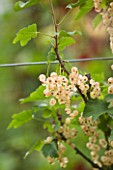 CLARE MATTHEWS FRUIT GARDEN PROJECT: WHITE BERRIES OF WHITE CURRANT WHITE TRANSPARENT. EDIBLE  BERRY  FRUIT
