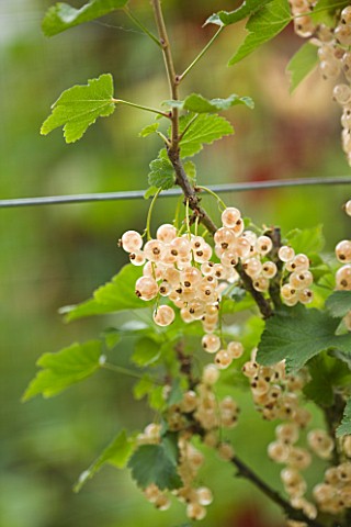 CLARE_MATTHEWS_FRUIT_GARDEN_PROJECT_WHITE_BERRIES_OF_WHITE_CURRANT_WHITE_TRANSPARENT_EDIBLE__BERRY__