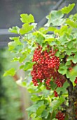CLARE MATTHEWS FRUIT GARDEN PROJECT: RED BERRIES OF RED CURRANT ROVADA. EDIBLE  BERRY