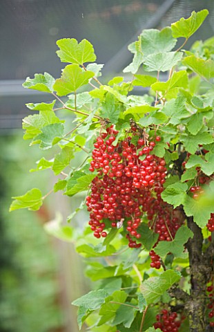 CLARE_MATTHEWS_FRUIT_GARDEN_PROJECT_RED_BERRIES_OF_RED_CURRANT_ROVADA_EDIBLE__BERRY