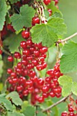 CLARE MATTHEWS FRUIT GARDEN PROJECT: RED BERRIES OF RED CURRANT KARLSTEIN RED. EDIBLE  BERRY