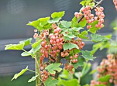 CLARE MATTHEWS FRUIT GARDEN PROJECT: PINK BERRIES OF RED CURRANT CHAMPAGNE. EDIBLE  BERRY