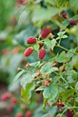 CLARE MATTHEWS FRUIT GARDEN PROJECT: THE RED FRUITS OF TAYBERRY - EDIBLE  BERRIES